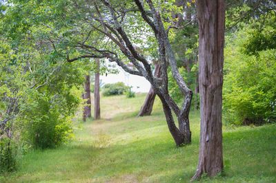 Trees on landscape