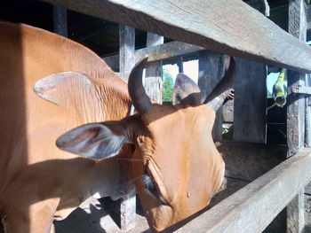 View of horse in stable