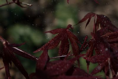 Close-up of wet plant during rainy season