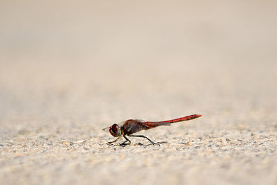 Close-up of insect