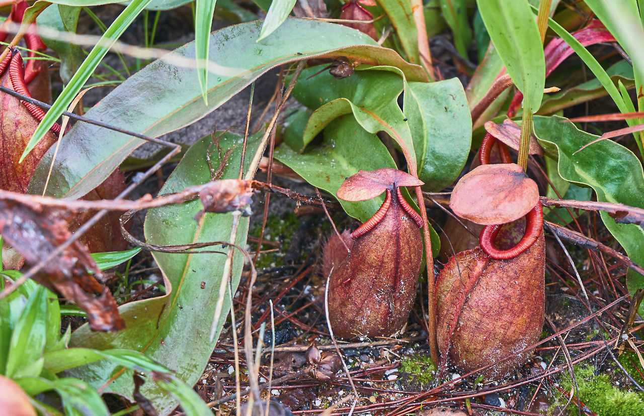 CLOSE-UP OF FRESH VEGETABLES IN PLANT