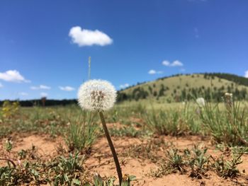 Close-up of dandelion in field