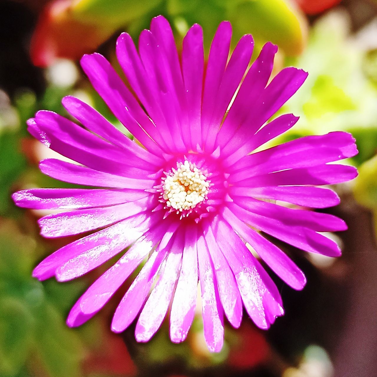 flower, flowering plant, plant, freshness, beauty in nature, flower head, inflorescence, petal, close-up, macro photography, fragility, pink, growth, nature, purple, magenta, focus on foreground, pollen, daisy, no people, outdoors, blossom, springtime, vibrant color, selective focus, plant stem, summer, botany