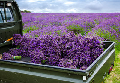 Purple flowering plants on field against sky
