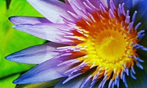 Close-up of purple flower