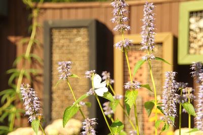 Flowering plants against building