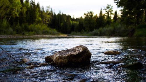 Scenic view of river in forest