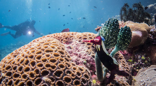 Fish swimming in sea