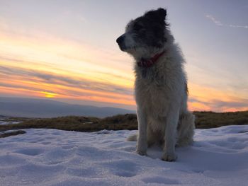 Dog on snow against sky during sunset