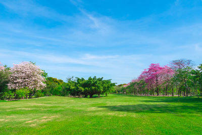 Scenic view of grassy field against sky