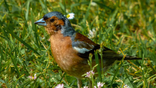 Close-up of a bird perching on a field