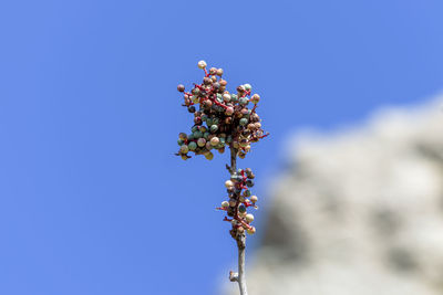 Low angle view of flowering plant against blue sky