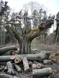 View of tree trunk in forest