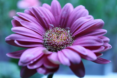 Close-up of pink flower