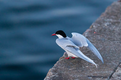 Close-up of seagull perching on rock