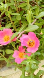 Close-up of bee pollinating on pink flower