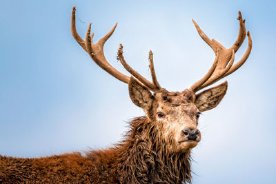 Close-up of deer against sky