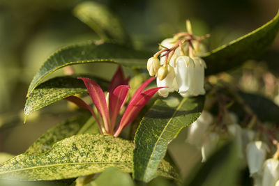 Close-up of flowering plant