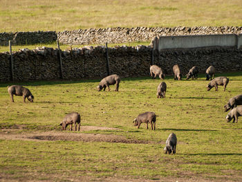 Horses grazing in a field