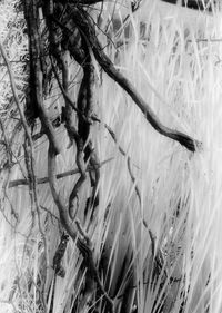 Plants growing on tree trunk