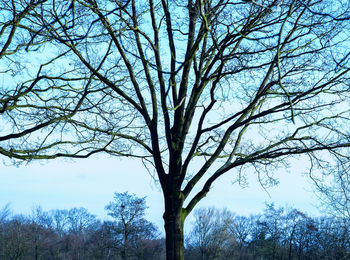 Low angle view of bare tree against sky