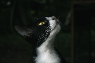 Close-up of cat