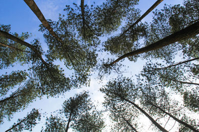 Low angle view of trees against sky