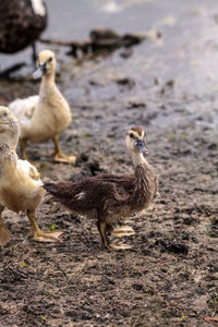 View of birds on land