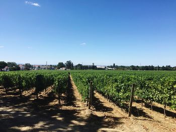 Scenic view of vineyard against clear sky