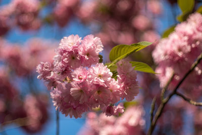 Close-up of pink cherry blossoms in spring