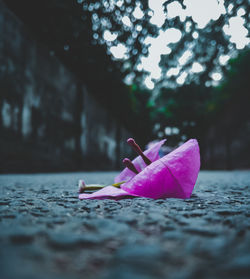 Close-up of toy leaf on footpath