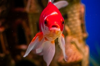 Close-up of fish swimming in sea