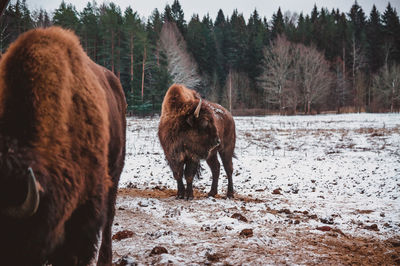 A bison is standing and looking back on the winter field