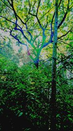 Low angle view of trees in forest against sky