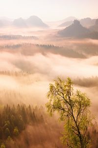 Colorful daybreak. misty awakening in a beautiful hills. peaks of hills are sticking out from fog