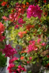 Close-up of pink bougainvillea blooming on plant