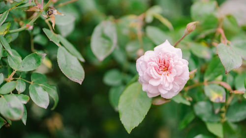 Close-up of pink rose