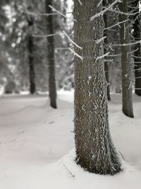 Trees on snow covered field