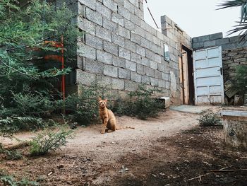 Cat sitting in a front of building