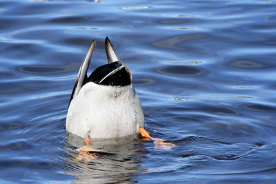 High angle view of duck swimming in lake