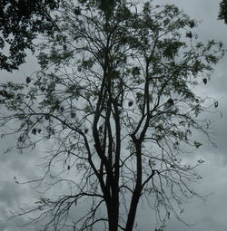 Low angle view of tree against sky