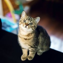 Close-up of kitten looking up