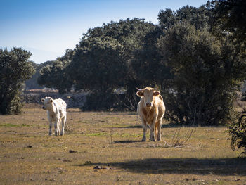 Horse standing in a field