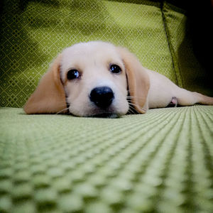 Close-up portrait of dog lying on blanket