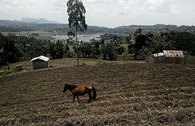 Cows on grassy field