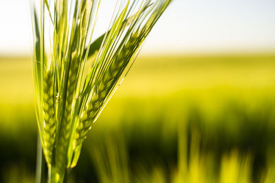 Close-up of wheat growing on field