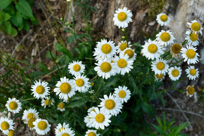 High angle view of white daisy flowers on field