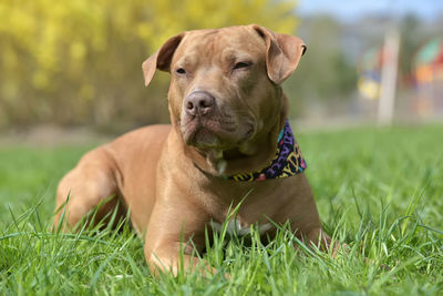 Portrait of dog on field
