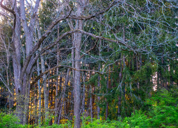 Trees in forest