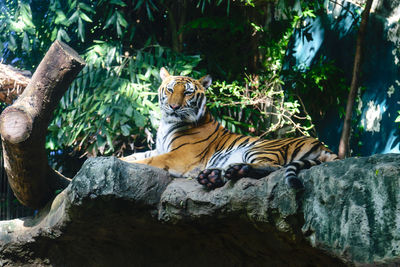 Cat relaxing in zoo